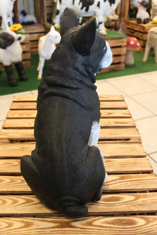 Franz. Bulldogge, sitzend
